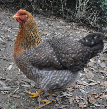 Bielefelder Chickens Bielefelder Kennhuhn